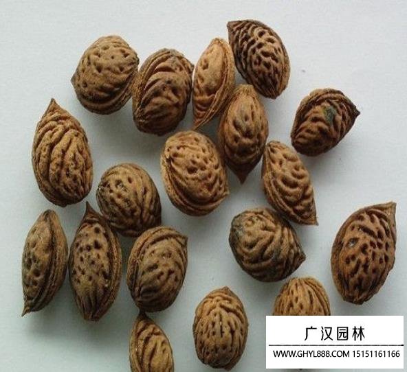 黃桃種子