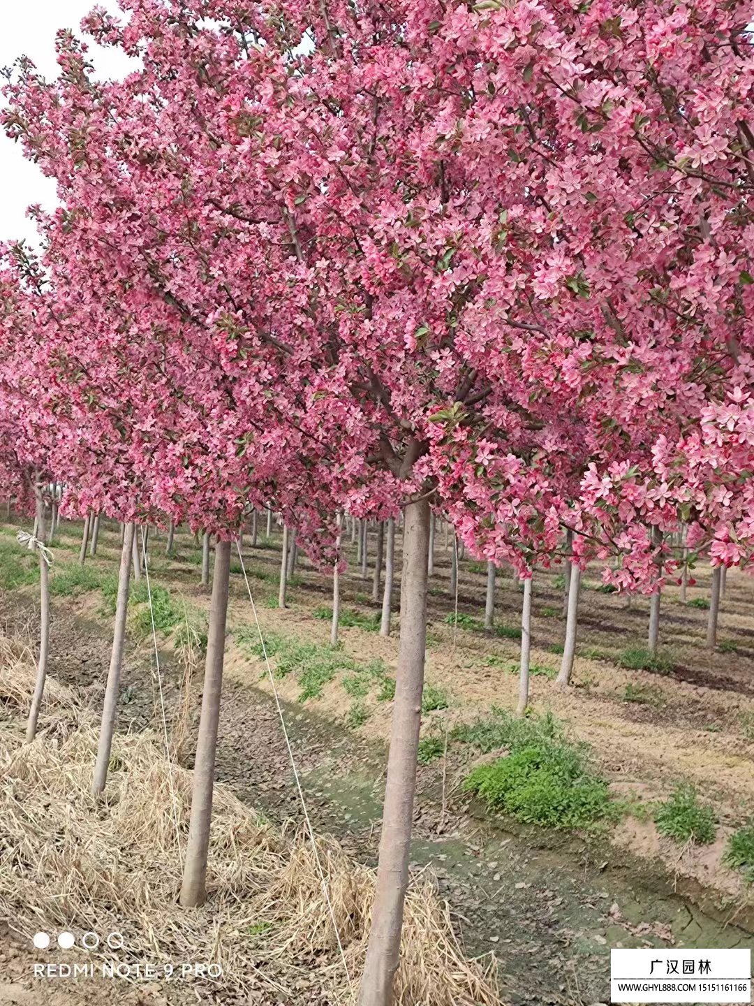 北美海棠 北美海棠