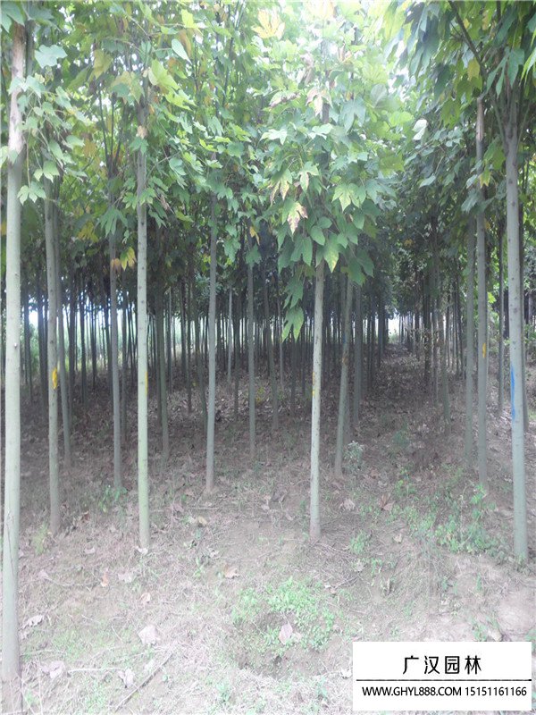 青桐樹(shù)
