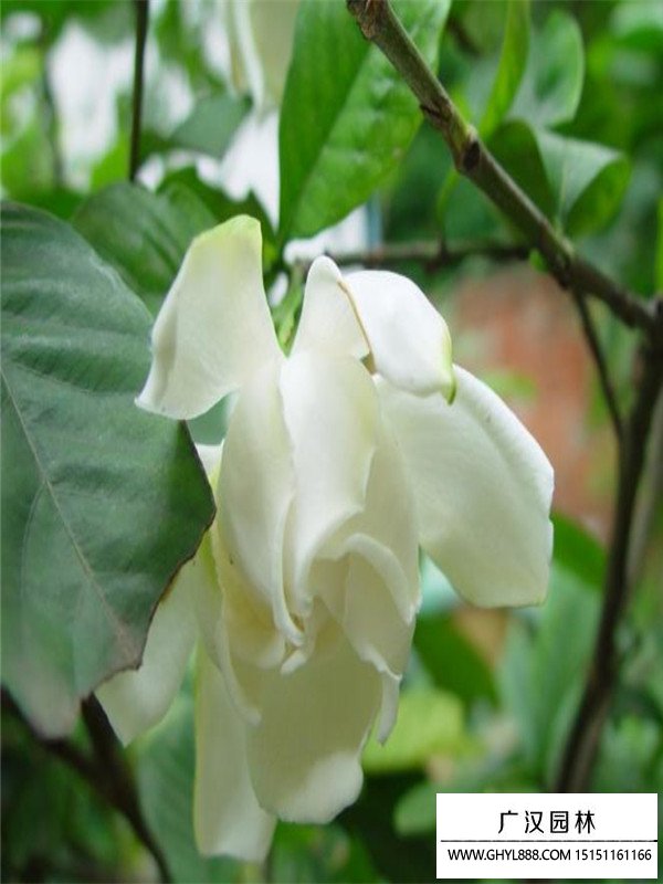 梔子花