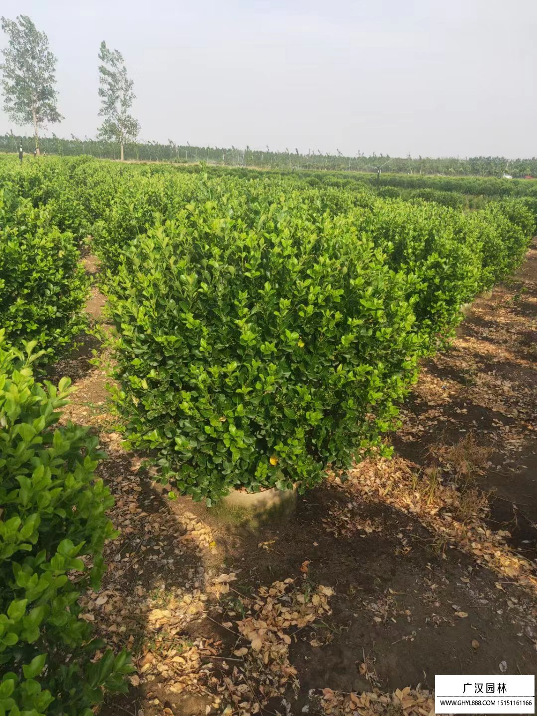 膠東衛(wèi)矛球