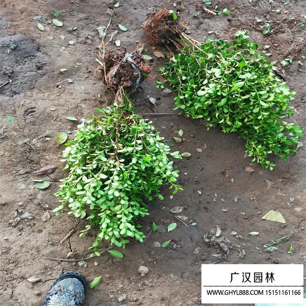 小葉黃楊苗 小葉黃楊苗