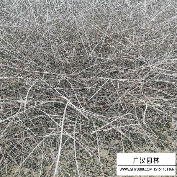 平枝栒子 平枝栒子