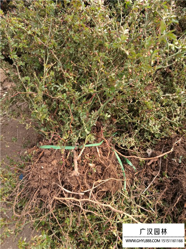 地被月季 地被月季