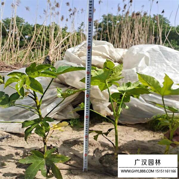 八角金盤 八角金盤