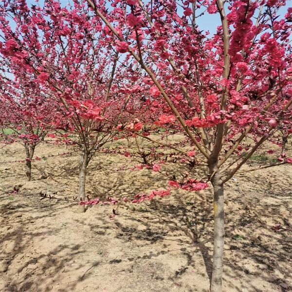 紅葉碧桃 (9).jpg