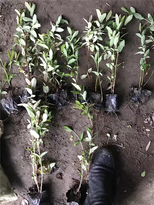 金絲桃苗 (1).jpg