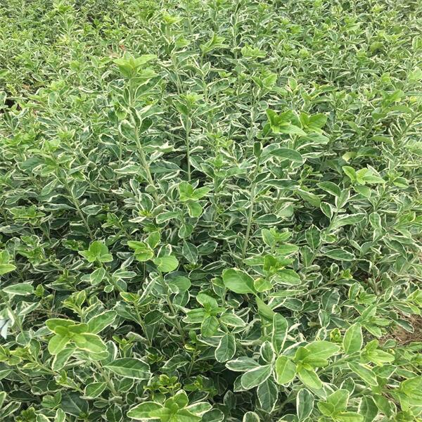 金邊衛(wèi)矛 (2).jpg