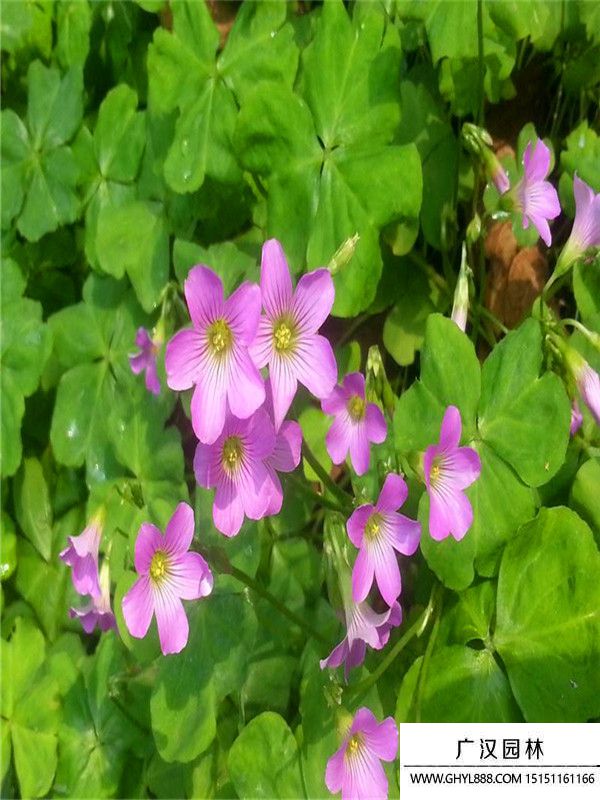 紅花酢漿草. (5).jpg