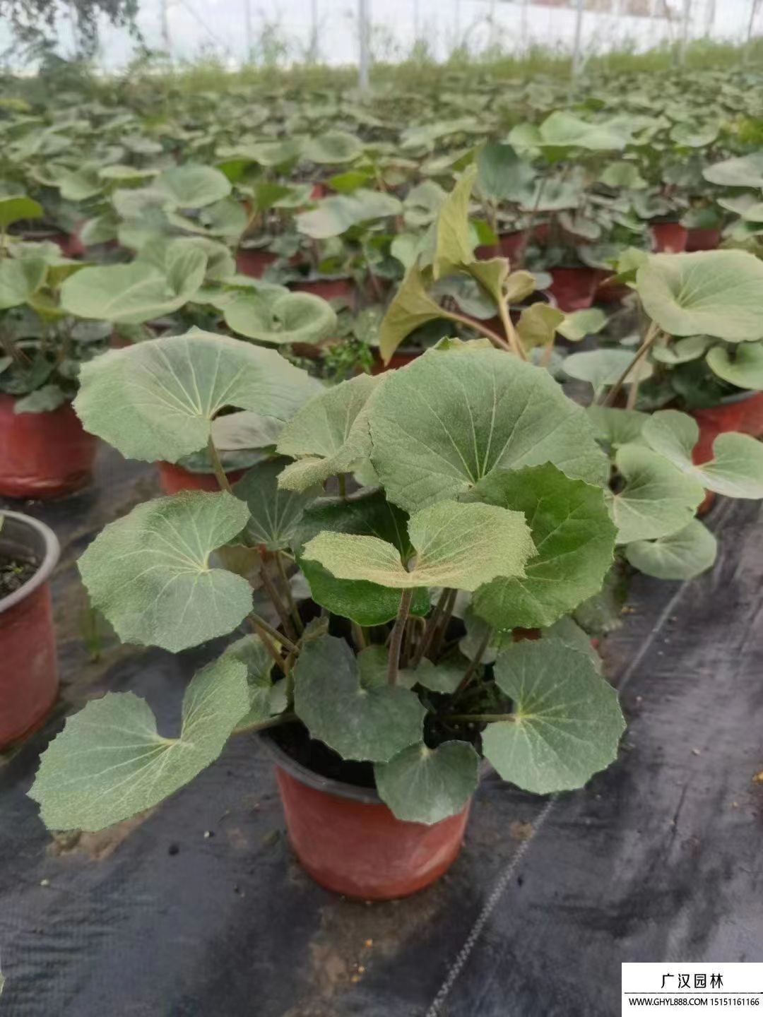 大吳風(fēng)草 (5).jpg