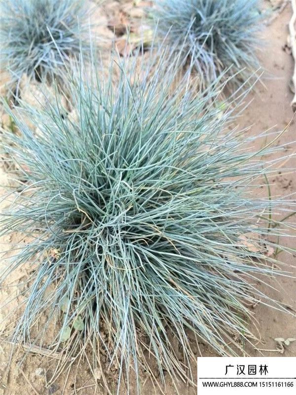 藍(lán)羊茅 (1).jpg