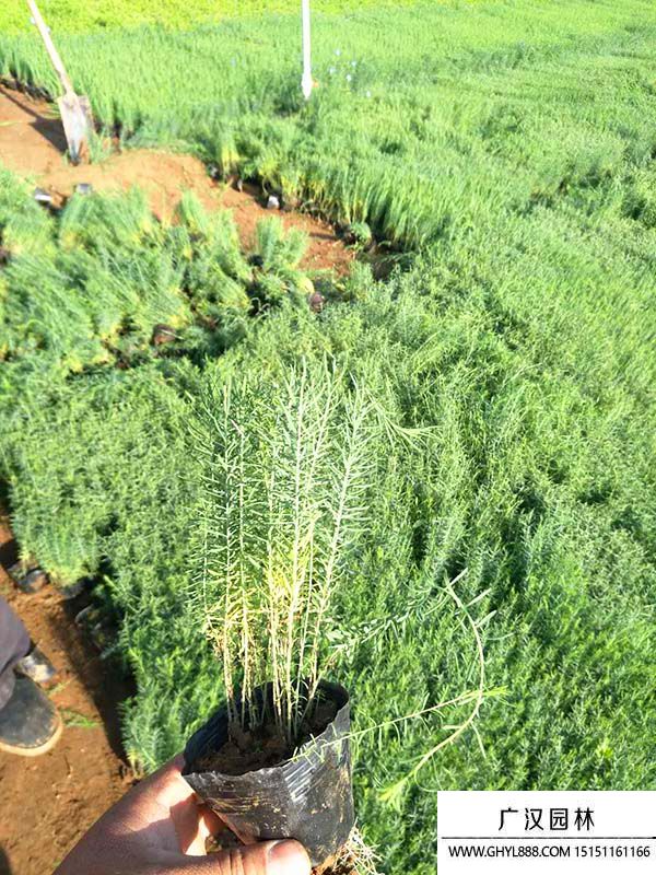 藍(lán)亞麻 (1).jpg