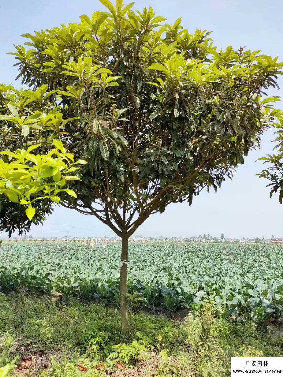 枇杷樹(shù) (7).jpg