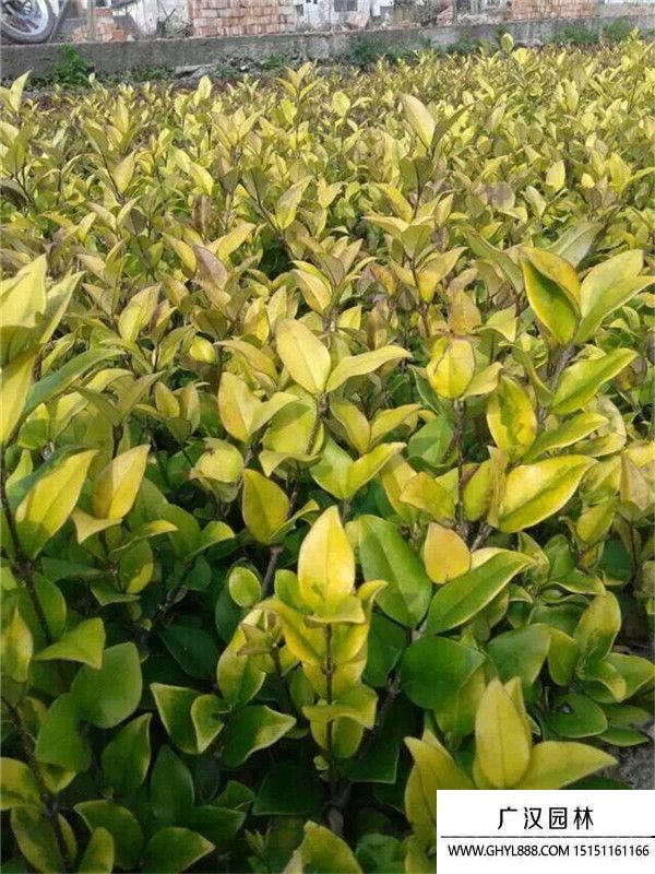 金森女貞苗 (10).jpg