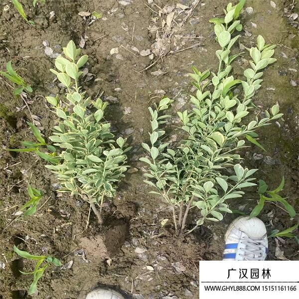 金邊黃楊 (4).jpg