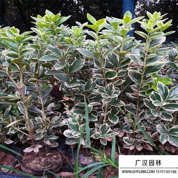 金邊黃楊 (6).jpg