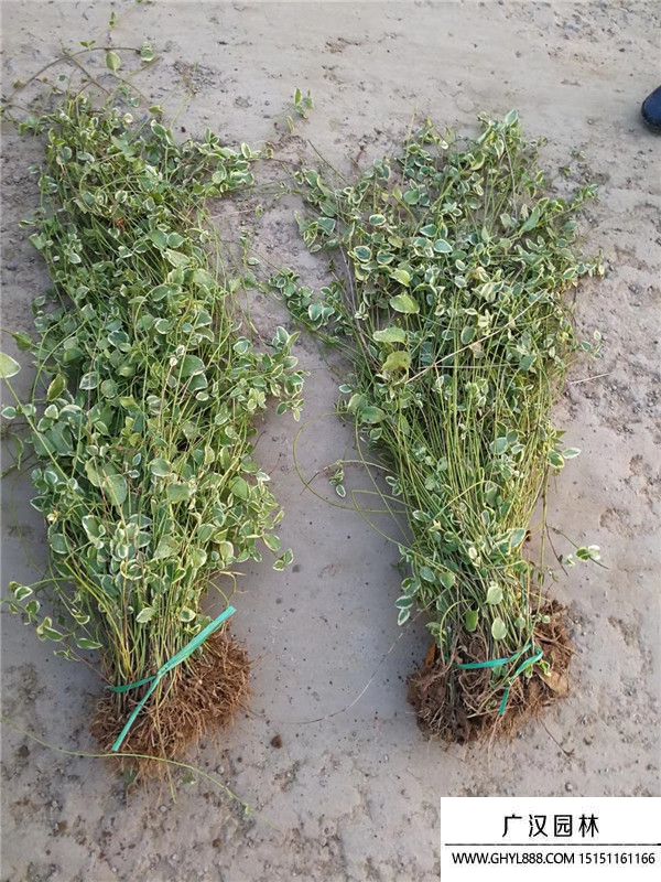 金邊扶芳藤. (2).jpg