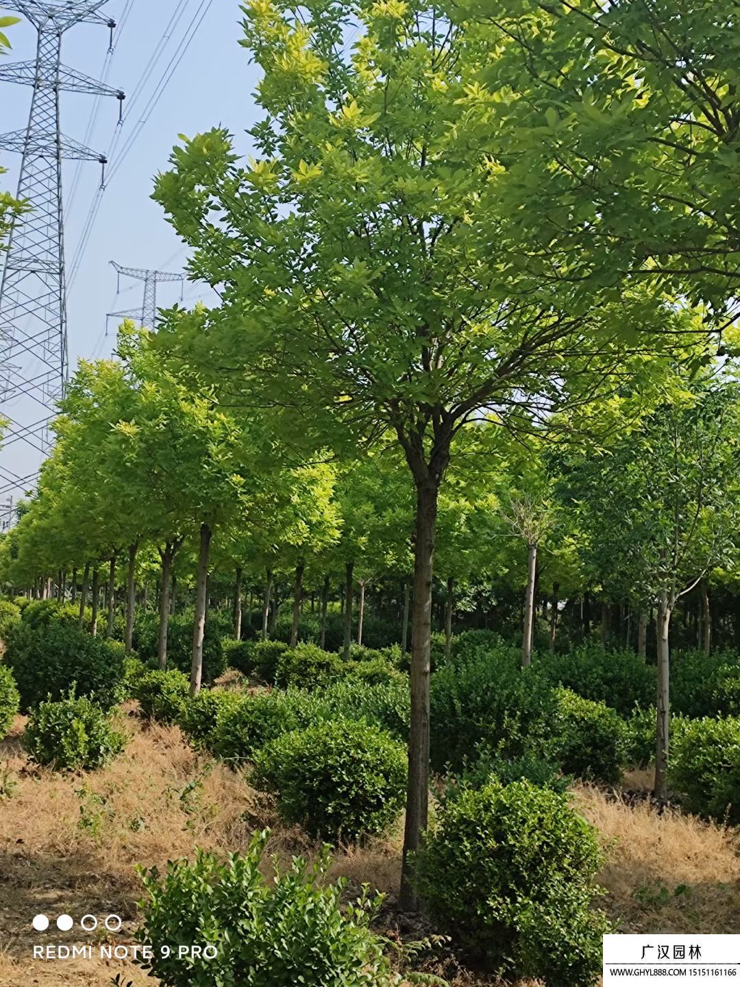 金葉白臘  (3).jpg