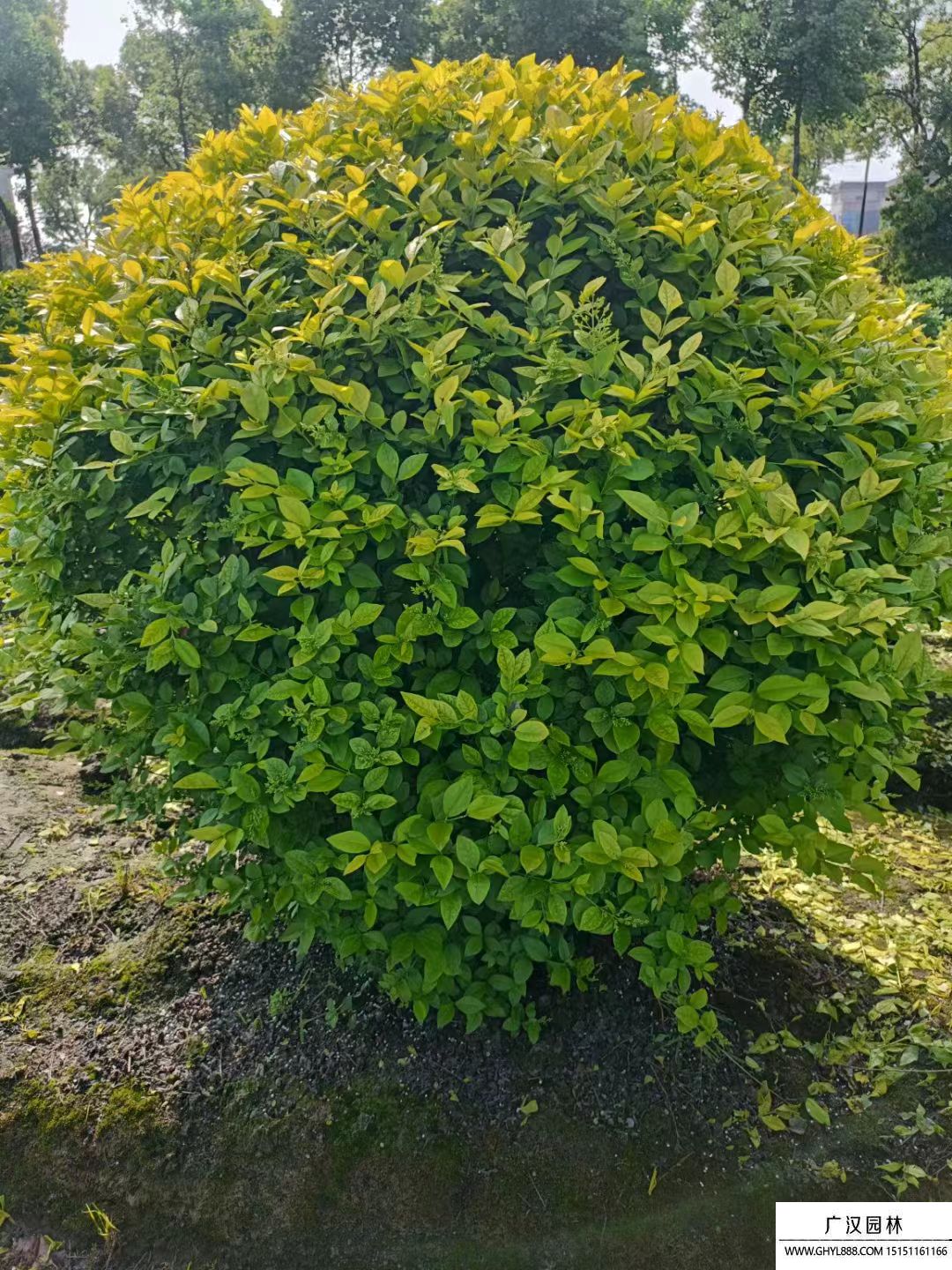 金葉女貞球 (7).jpg