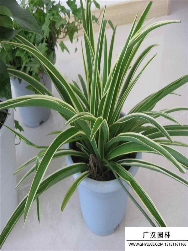 金邊萬年久 .(7).jpg