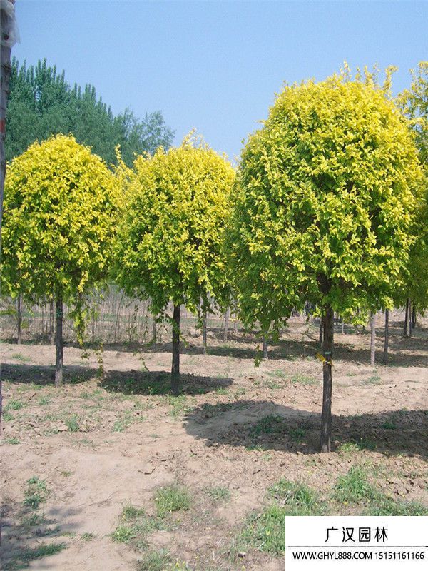 金葉榆球.4 (2).jpg