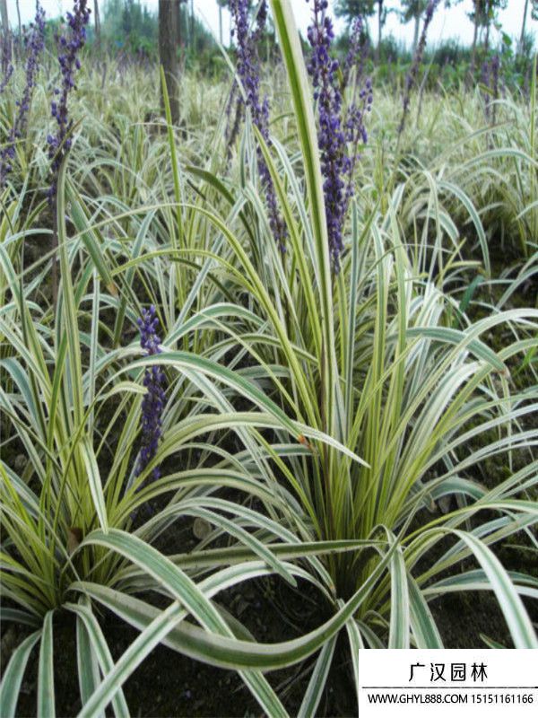 金邊萬年久 .(10).jpg