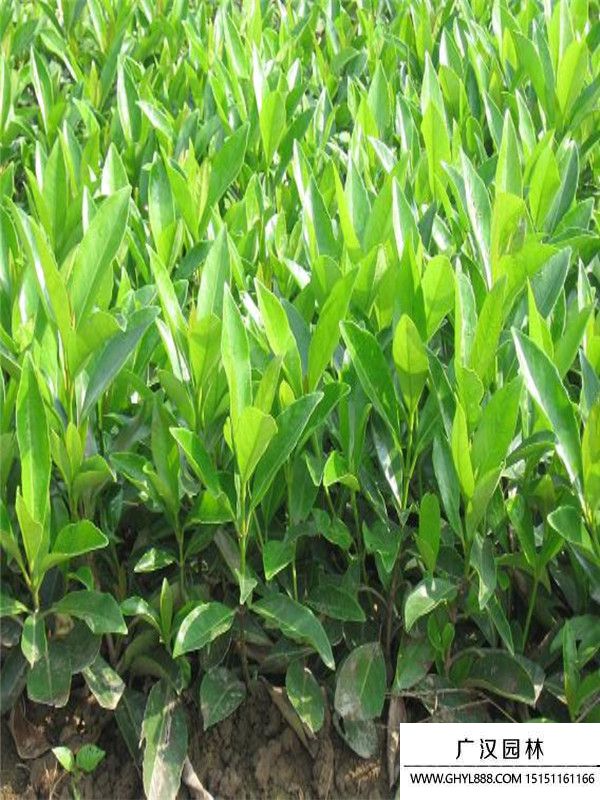 法國冬青 (12).jpg