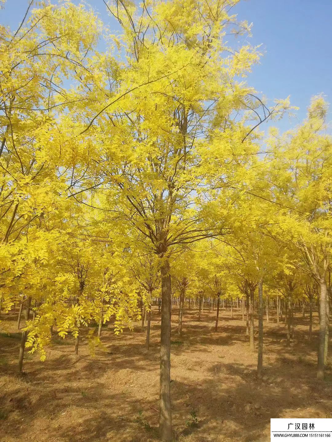 金葉國(guó)槐 (1).jpg