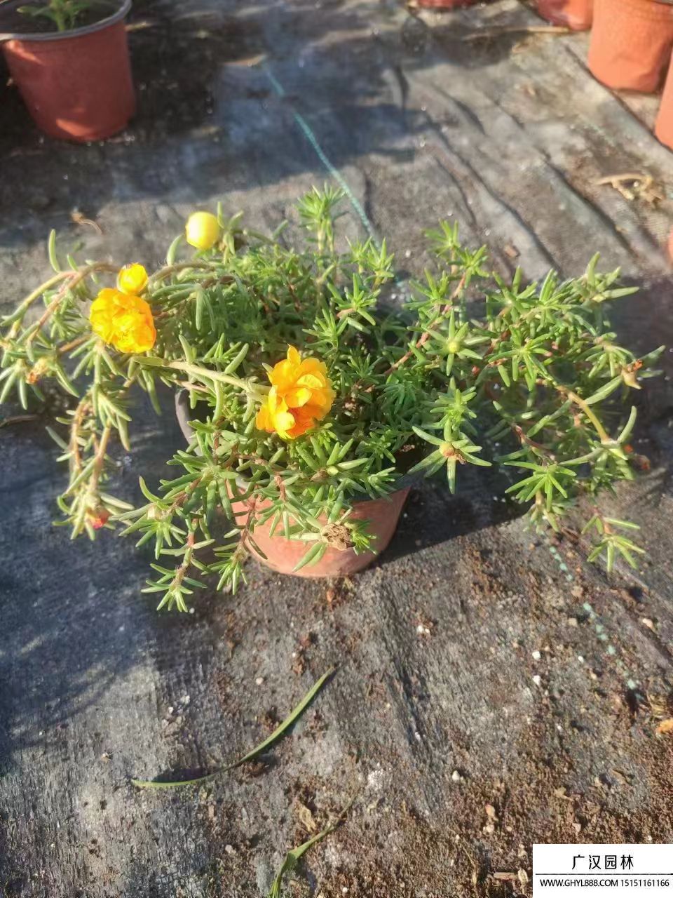 太陽花 (3).jpg 太陽花 (3).jpg