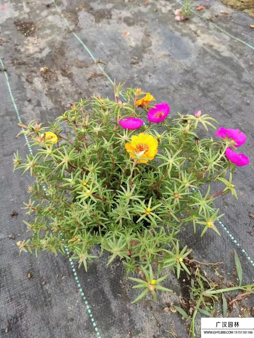 太陽花 (5).jpg 太陽花 (5).jpg