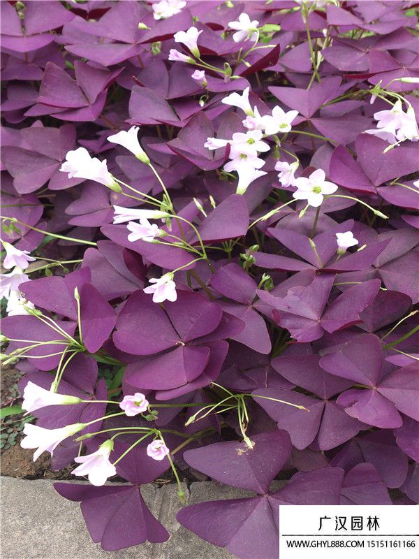 紫葉酢漿草 (6).jpg