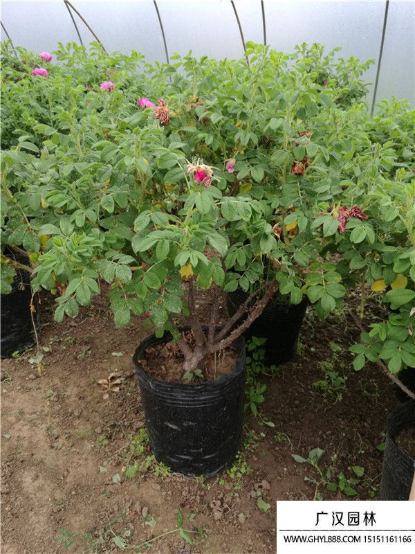 月季。。 (2).jpg