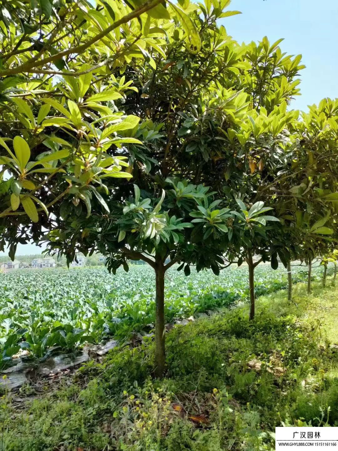 枇杷樹 (8).jpg 枇杷樹 (8).jpg