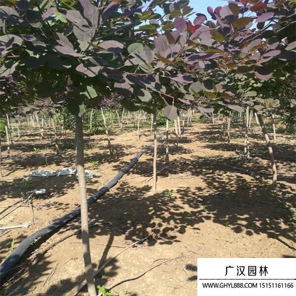 美國(guó)紅櫨 (3).jpg