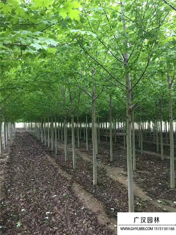 美國紅楓 (14).jpg