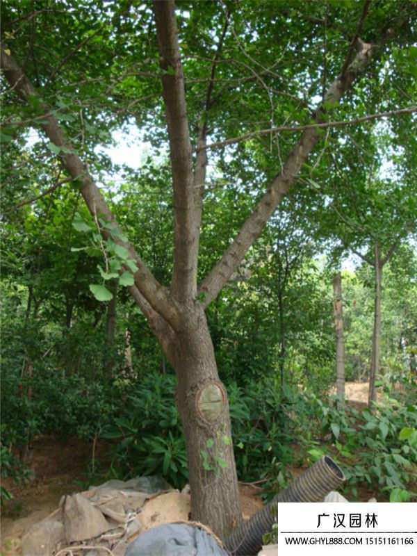 嫁接銀杏.j (11).jpg