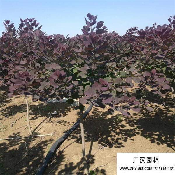 美國(guó)紅櫨 (4).jpg