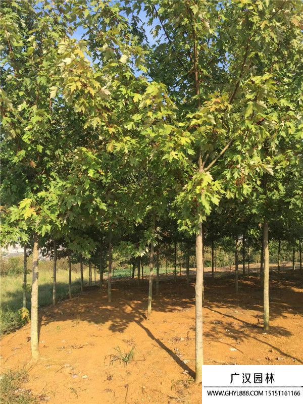 美國紅楓 (17).jpg