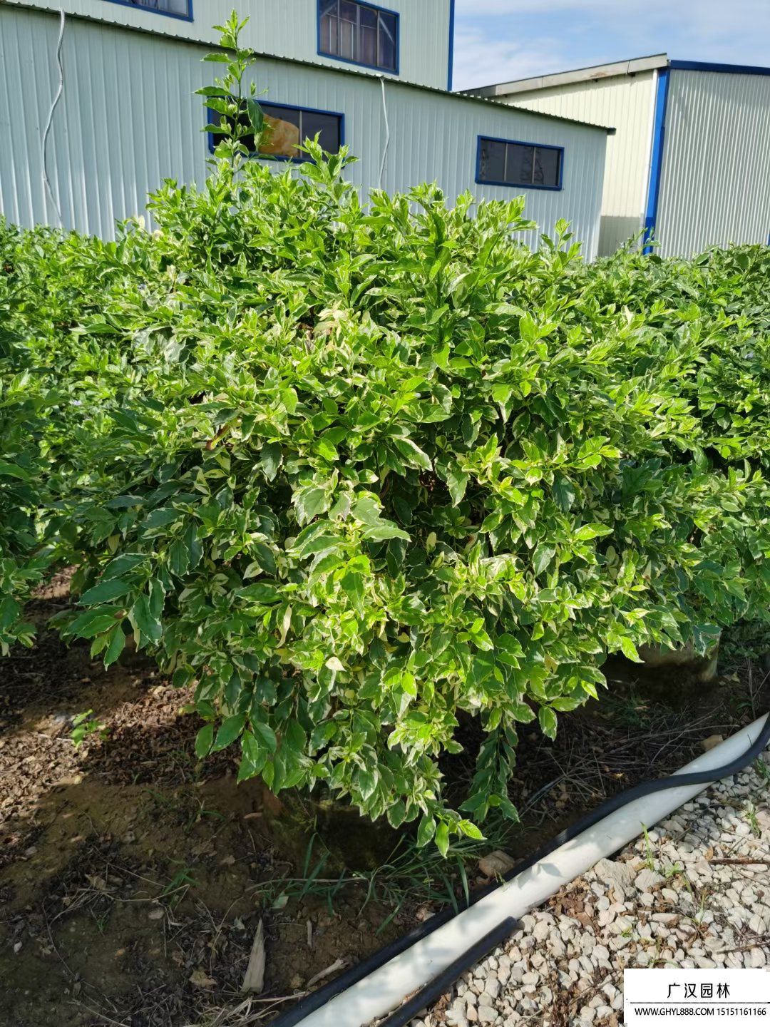 花葉連翹 (1).jpg