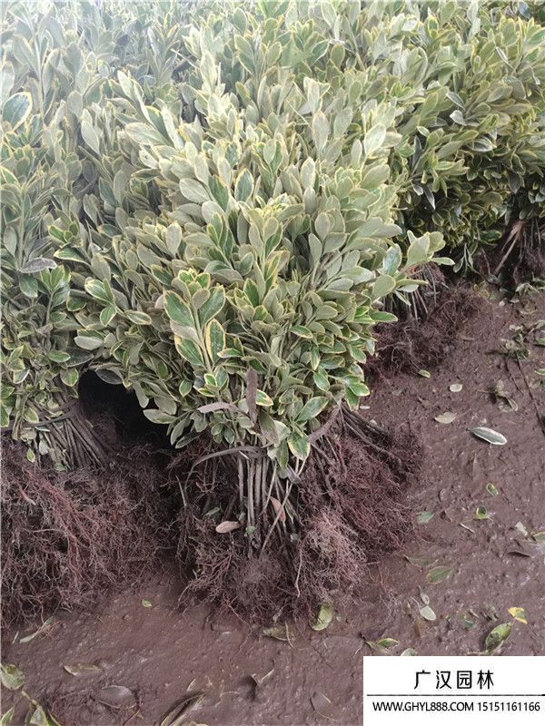 金邊黃楊苗 (3).jpg