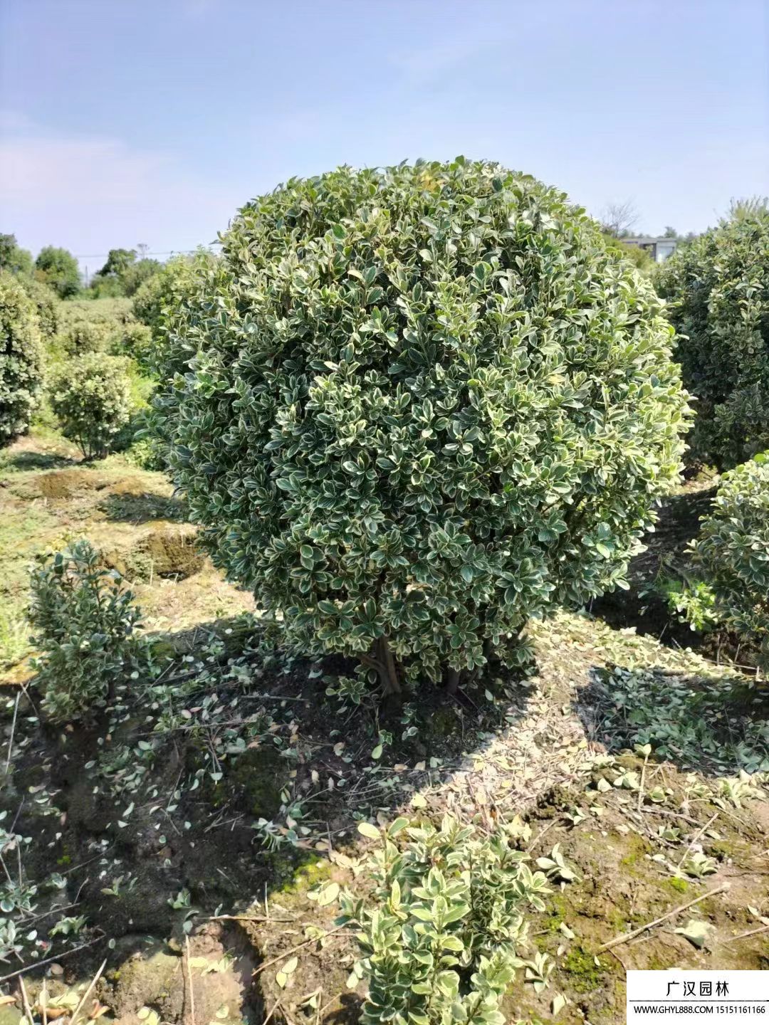 金邊黃楊球 (8).jpg