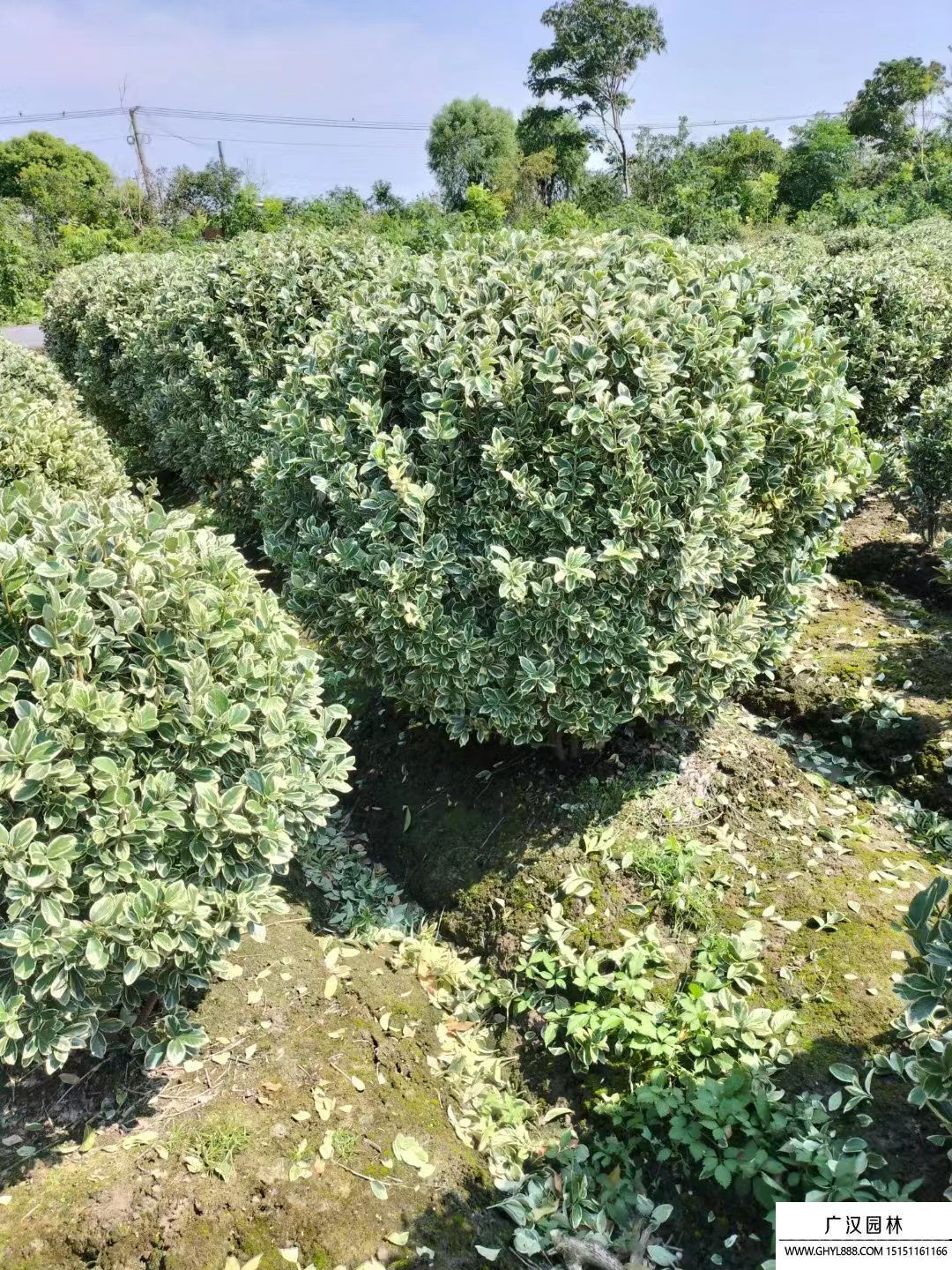 金邊黃楊球 (12).jpg