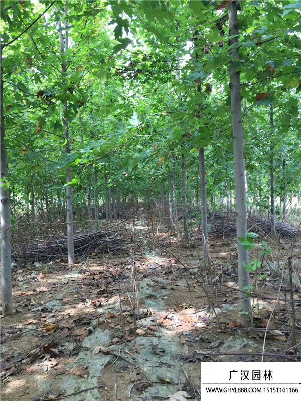 美國(guó)紅楓 (11).jpg