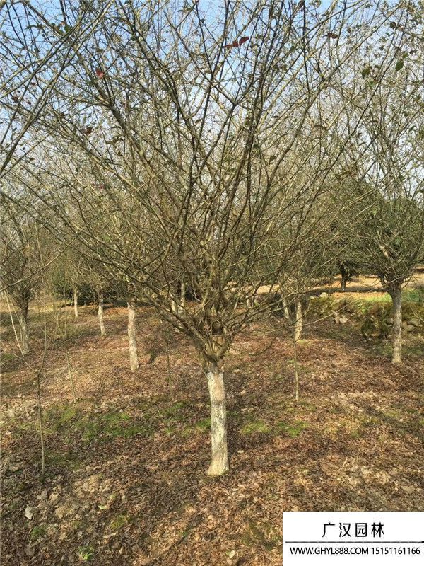 垂絲海棠 (7).jpg