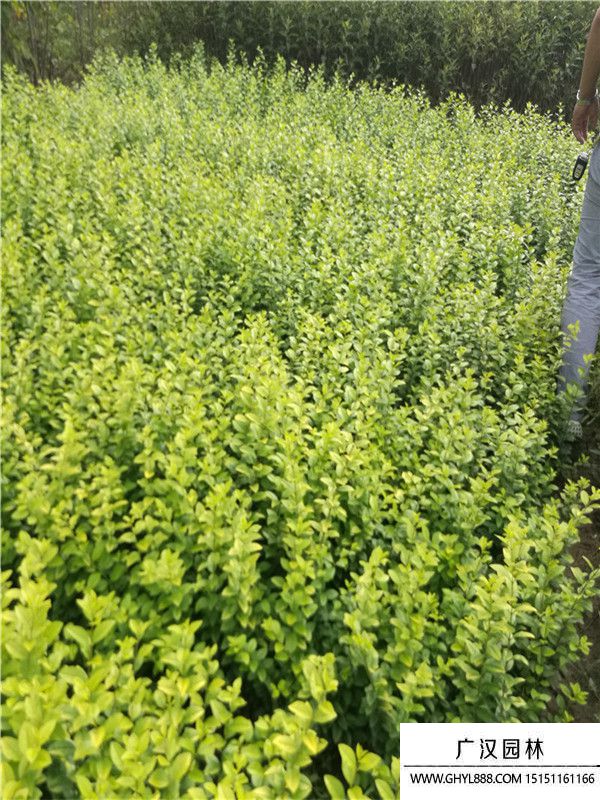 金葉女貞 (1).jpg