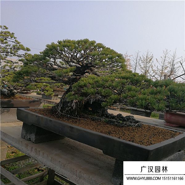 進口五葉松盆景 (1).jpg