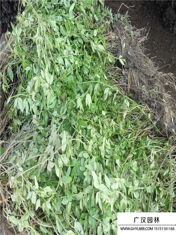 云南黃馨 (1).jpg