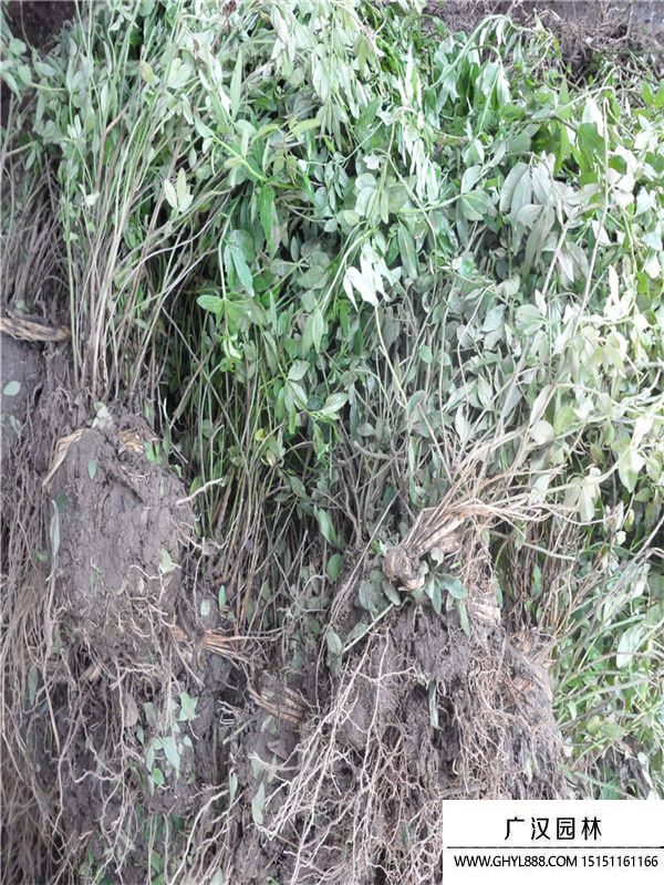 云南黃馨 (2).jpg