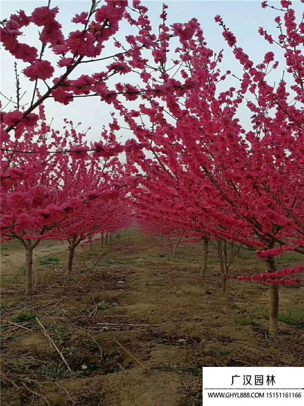 紅葉碧桃 (4).jpg