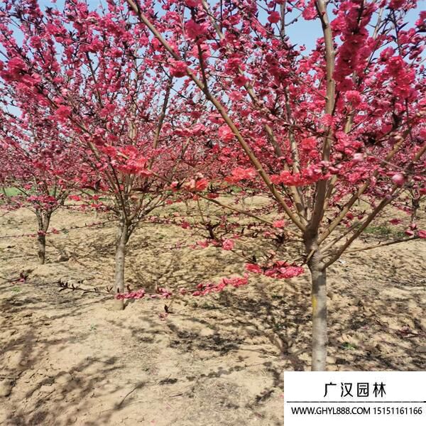 紅葉碧桃 (9).jpg